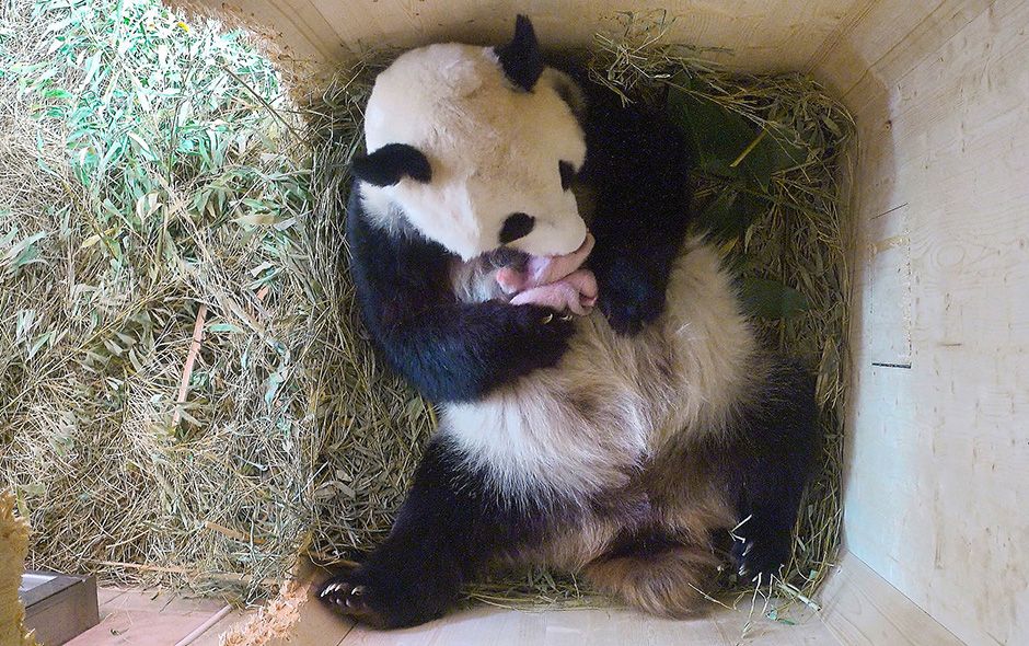 Panda tiene mellizos en zoológico de Viena