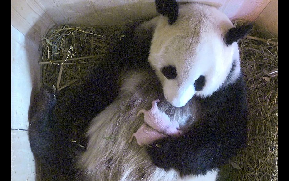 Panda tiene mellizos en zoológico de Viena - 37806_7860_42681061