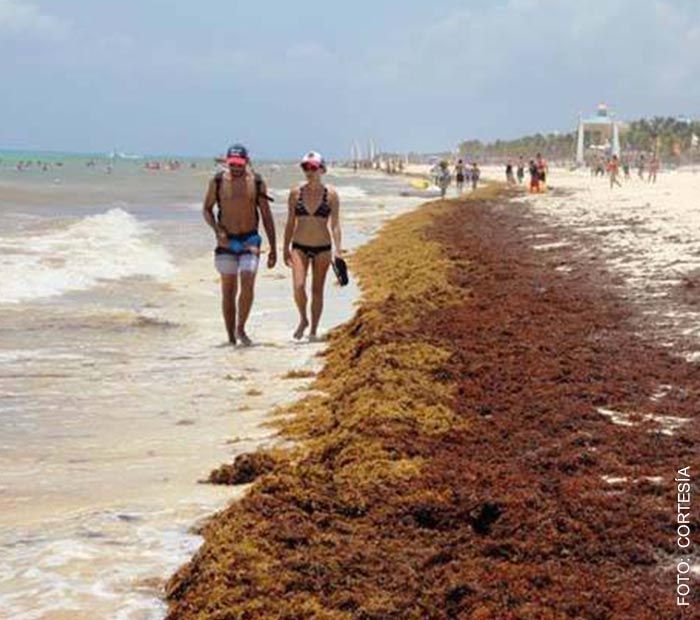 Más de mil metros cúbicos de sargazo invadieron Cancún - 474b30c8f3f26947