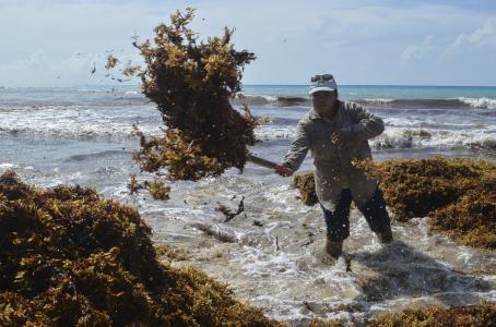 Más de mil metros cúbicos de sargazo invadieron Cancún - 55b82b388768a