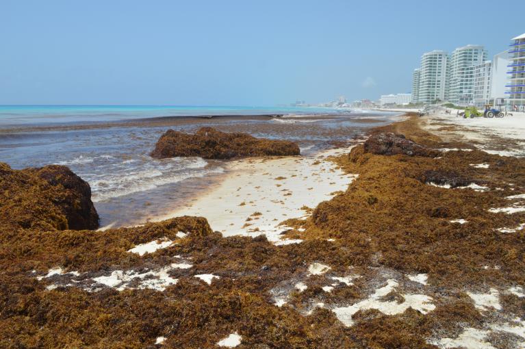 Más de mil metros cúbicos de sargazo invadieron Cancún