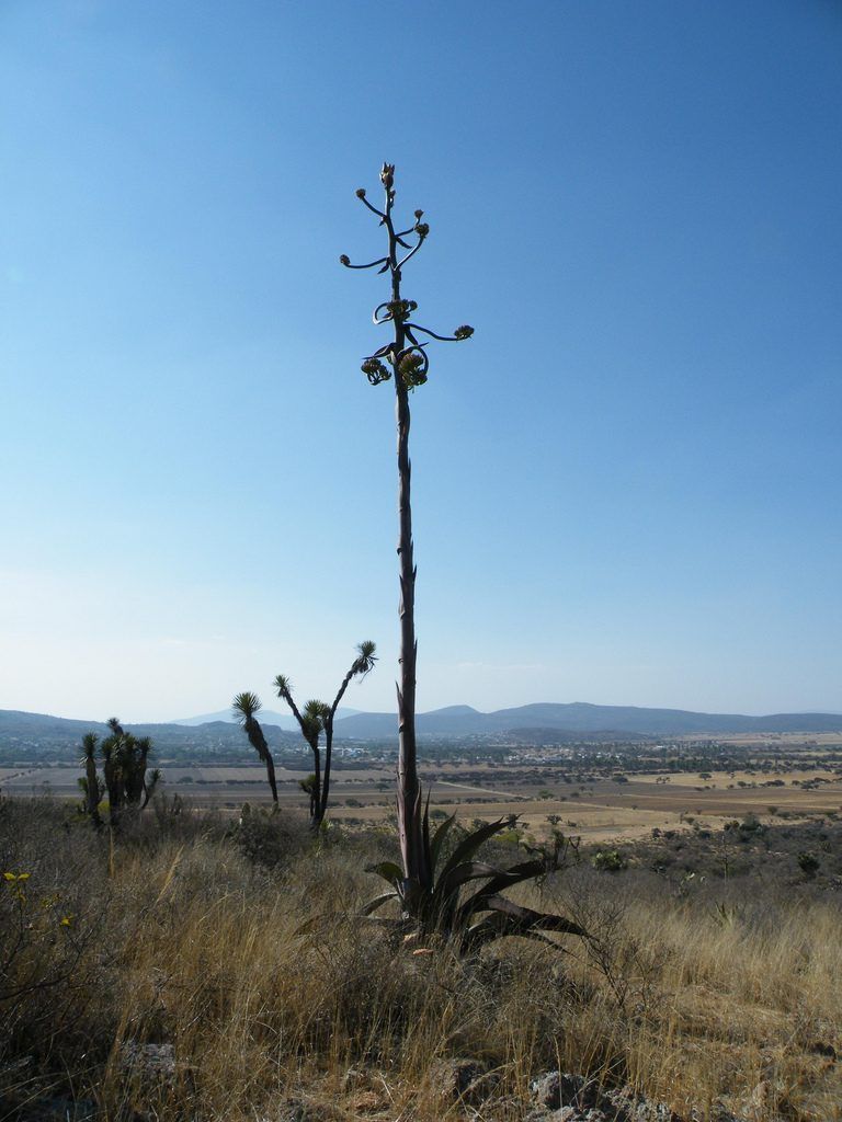 Los 10 mejores destinos ecoturísticos en México en 2016 - 7-Cadereyta-de-Montes-768x1024