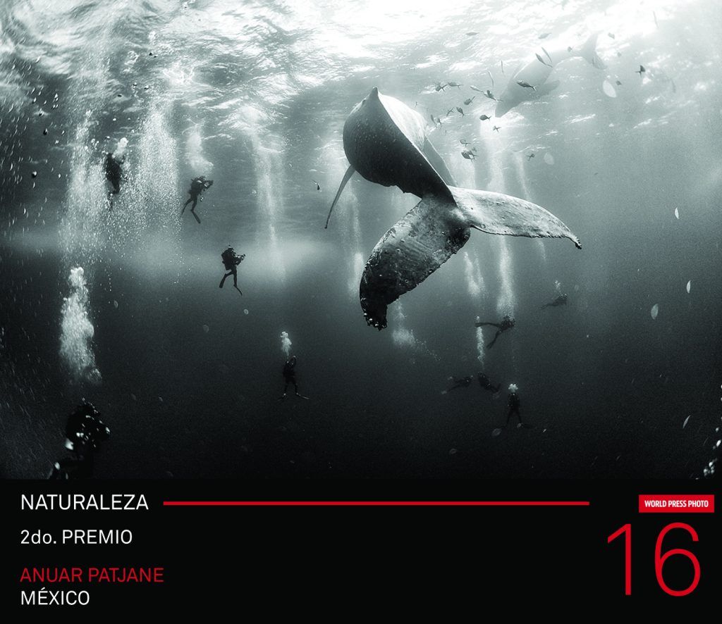 Exhiben en la CDMX las mejores fotografías periodísticas del mundo - Ballena-que-Susurra-del-mexicano-Anuar-Patjane-1024x886