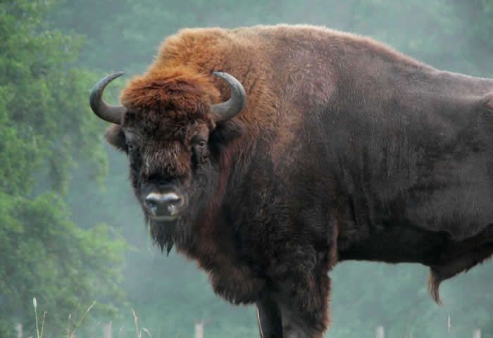 Muere bisonte en Zoológico de Chapultepec