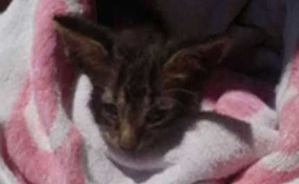 Video: guardacostas salvan a gato de morir ahogado - Captura-de-pantalla-2016-08-08-a-las-12.37.56-p.m.