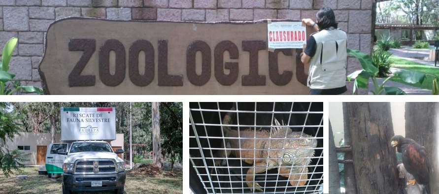 La Profepa clausuró zoológico en Jalisco - Captura-de-pantalla-2016-08-25-a-las-7.08.53-p.m.