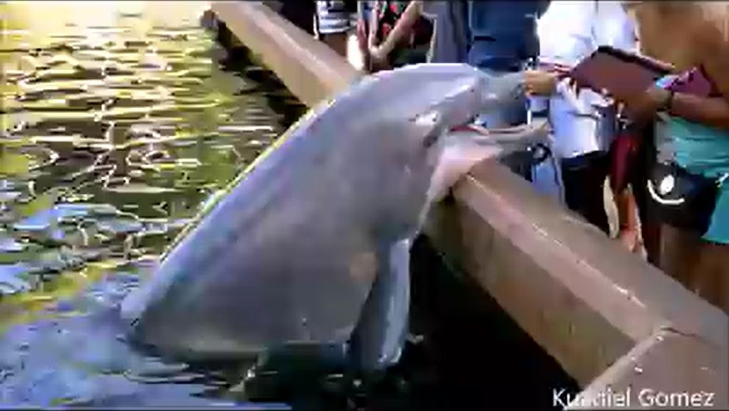 #Viral: delfín roba iPad a turista