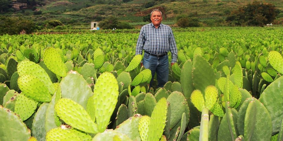Video: senador Fidel Demédicis canta y corta nopales