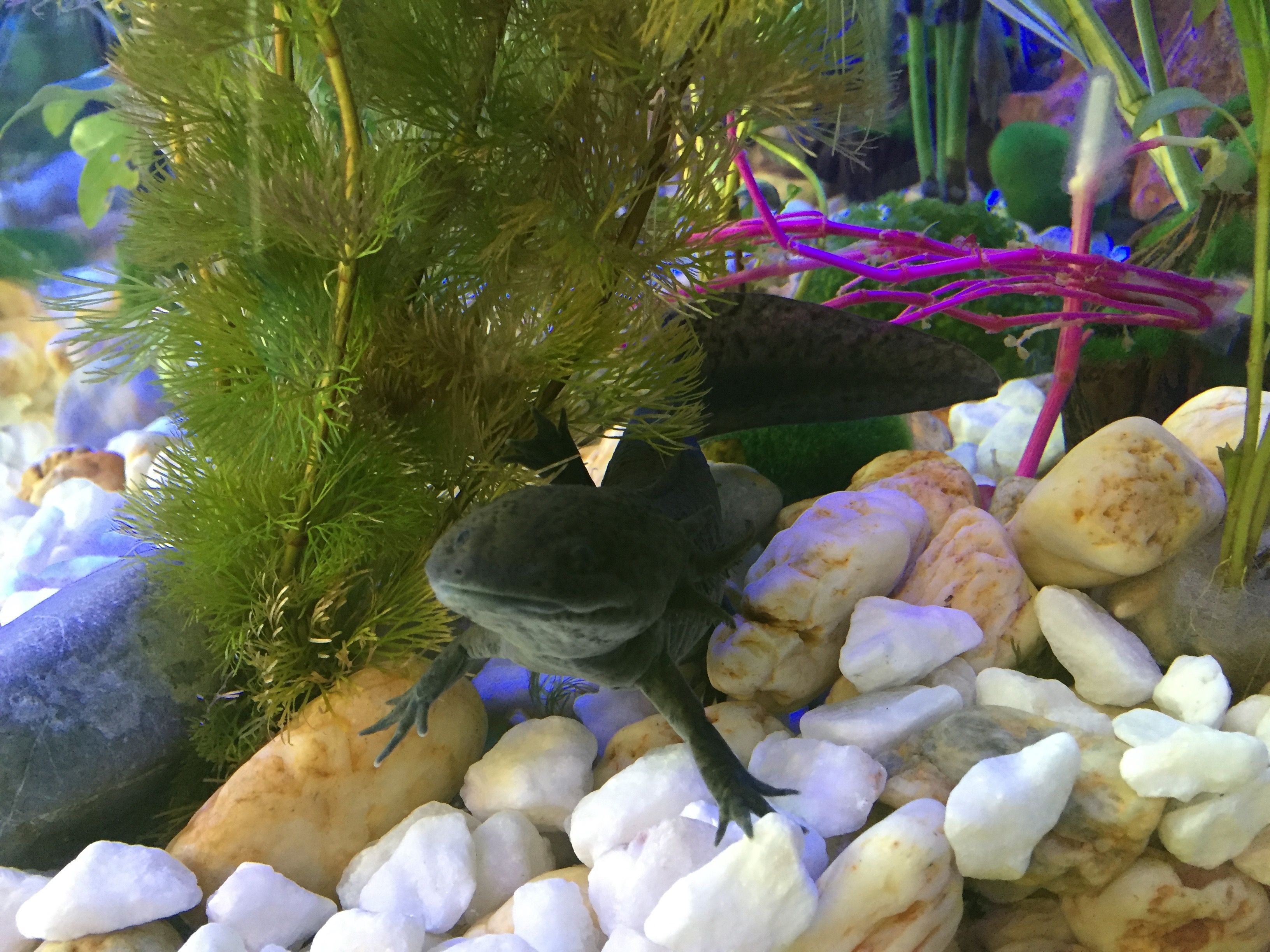 Renuevan el Museo del Niño y anuncian otro nuevo en Iztapalapa - La-fauna-de-la-Ciudad-de-Me╠üxico-esta╠ü-presente-en-el-Papalote