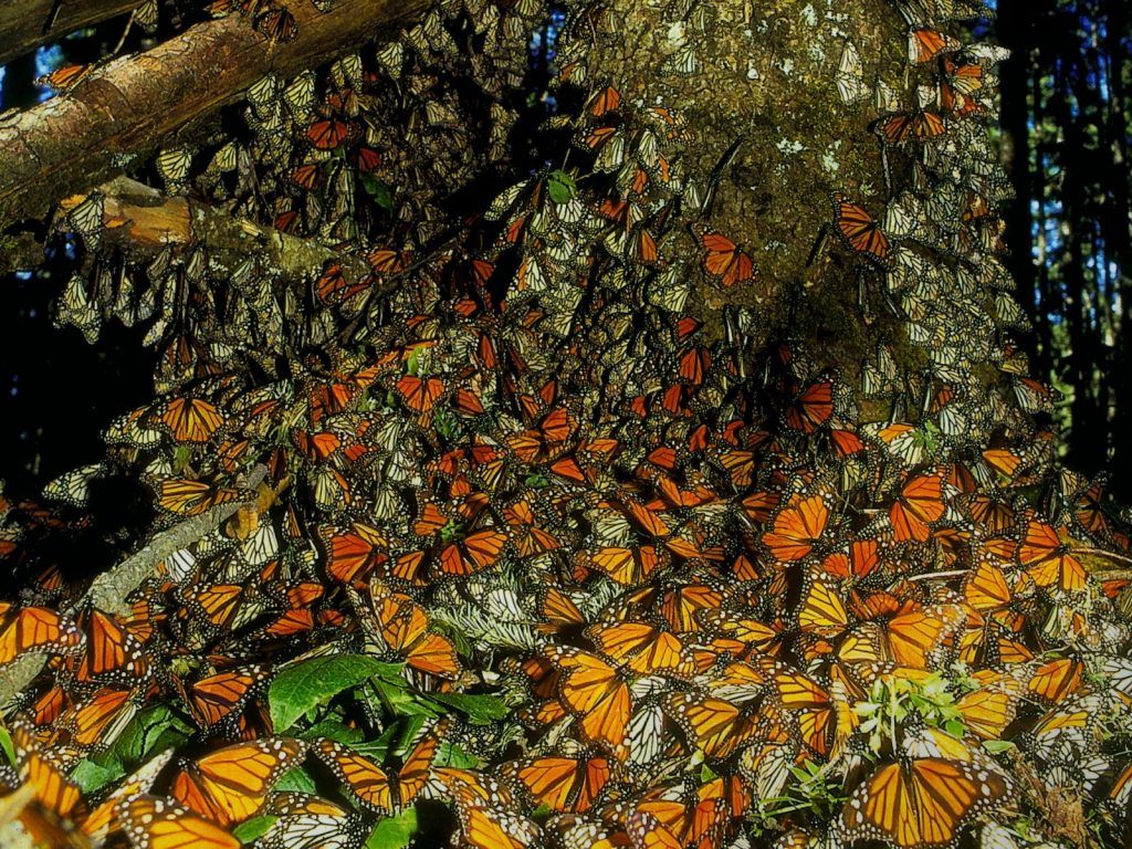 La demanda de aguacate amenaza los bosques de Michoacán - Mariposa-Monarca-santuario-1024x768