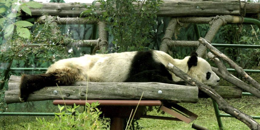 Remodelarán el Zoológico de Chapultepec