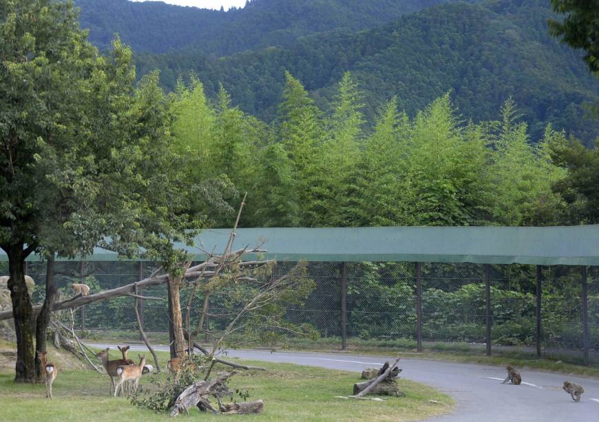Oso mata a una empleada en un safari de Japón - Parque-Gunma-Japón