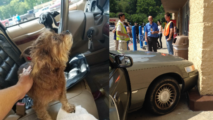 #Viral: perros conducen vehículo y lo estrellan en un estacionamiento