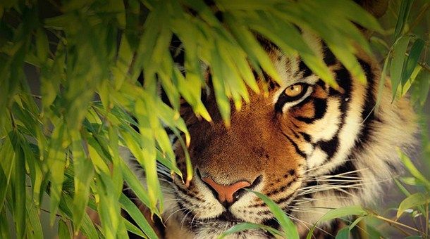 Un tigre podría estar suelto en Campeche