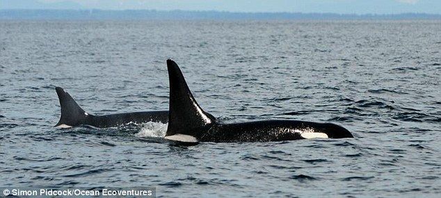 La ballena más vieja del mundo - article-2628373-1DD72A6E00000578-594_634x286