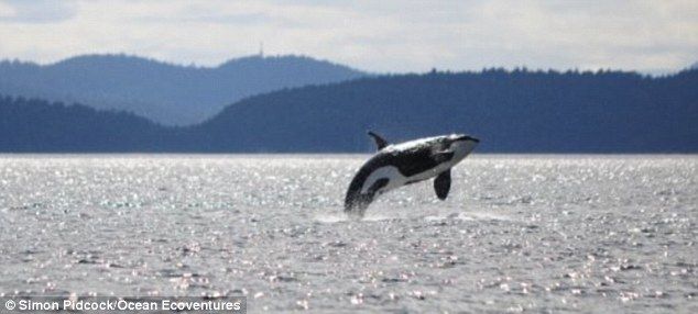 La ballena más vieja del mundo - article-2628373-1DD72A9000000578-738_634x286
