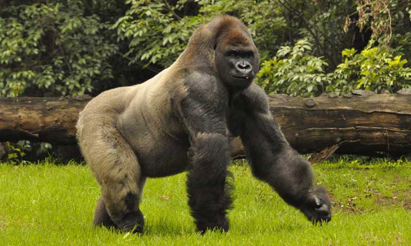 Remodelarán el Zoológico de Chapultepec - bantugorila-t