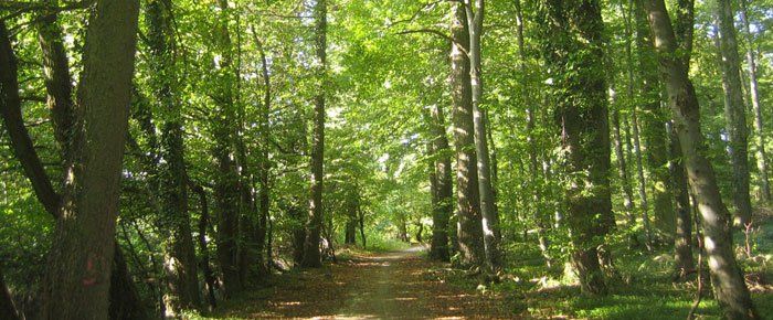 La demanda de aguacate amenaza los bosques de Michoacán - bosque
