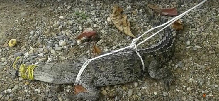 Capturan a cocodrilo en restaurante de Acapulco