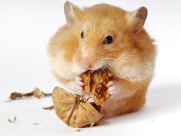 Comer de más puede bloquear la hormona de saciedad - comiendo-2