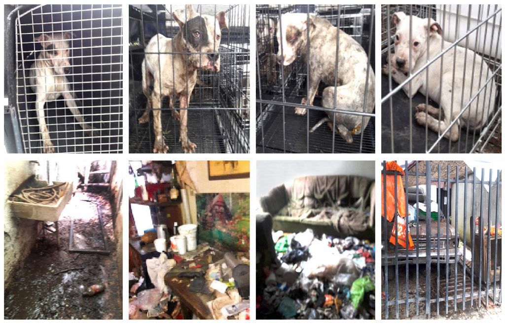 PGJ catea domicilio y rescata a 9 perros que sufrían de maltrato animal - cs2016-915-1024x658