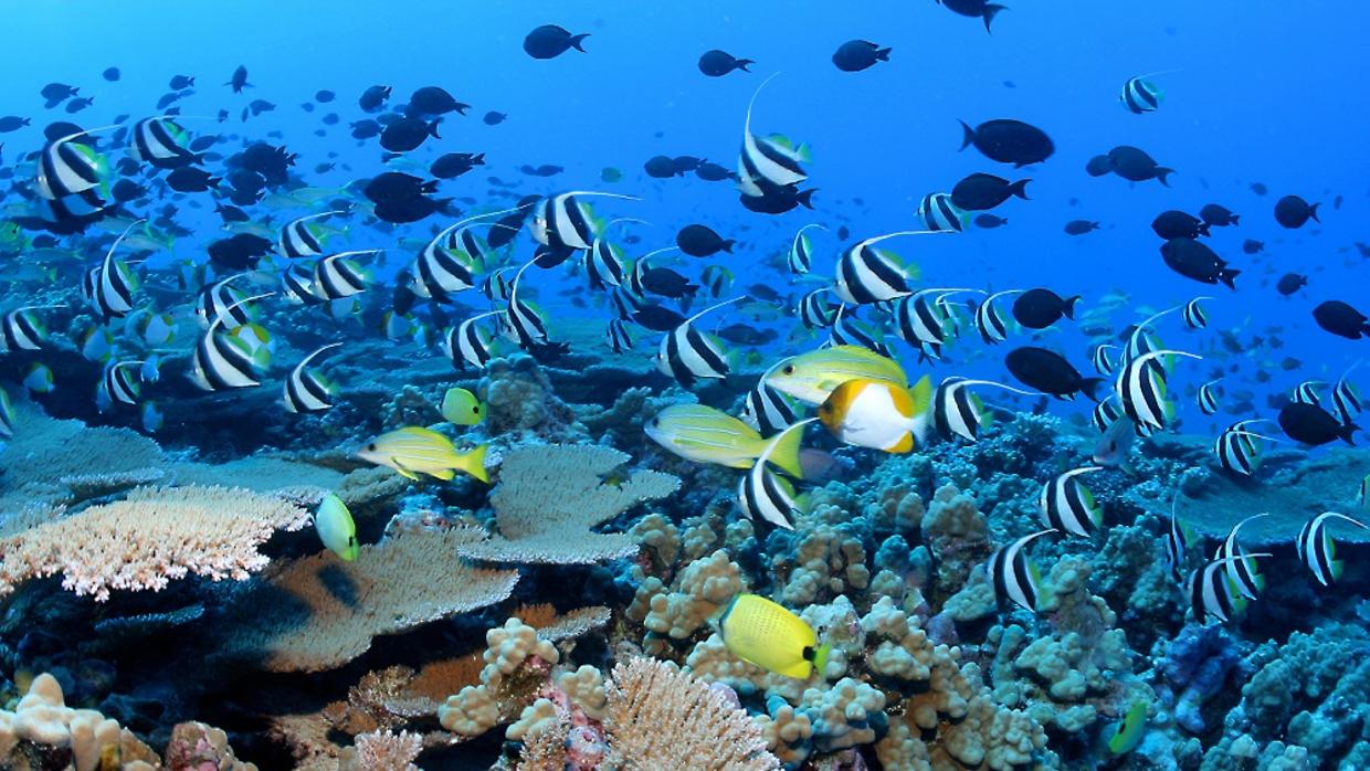 Hawaii será el hogar de la reserva marina más grande del mundo - descarga-38