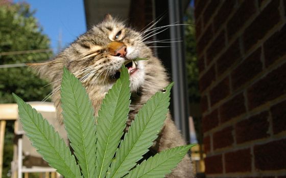 En Colorado cada vez más mascotas son tratadas con mariguana - e0bbda5fa919078bdc97a870bf17a959_opt