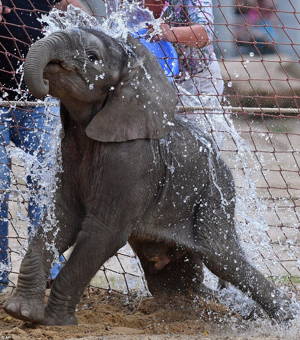 #Viral. Elefante bebé disfruta de un baño en su tina - elefante-bano-1