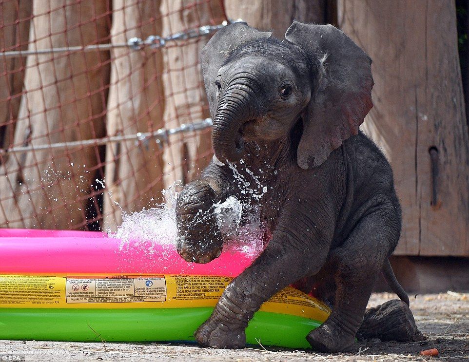 #Viral. Elefante bebé disfruta de un baño en su tina - elefante-bano-2