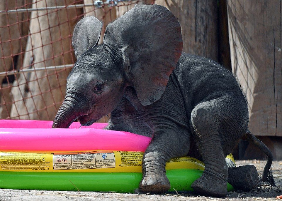 #Viral. Elefante bebé disfruta de un baño en su tina - elefante-bano-3