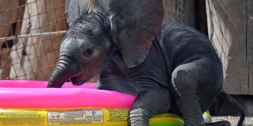 #Viral. Elefante bebé disfruta de un baño en su tina