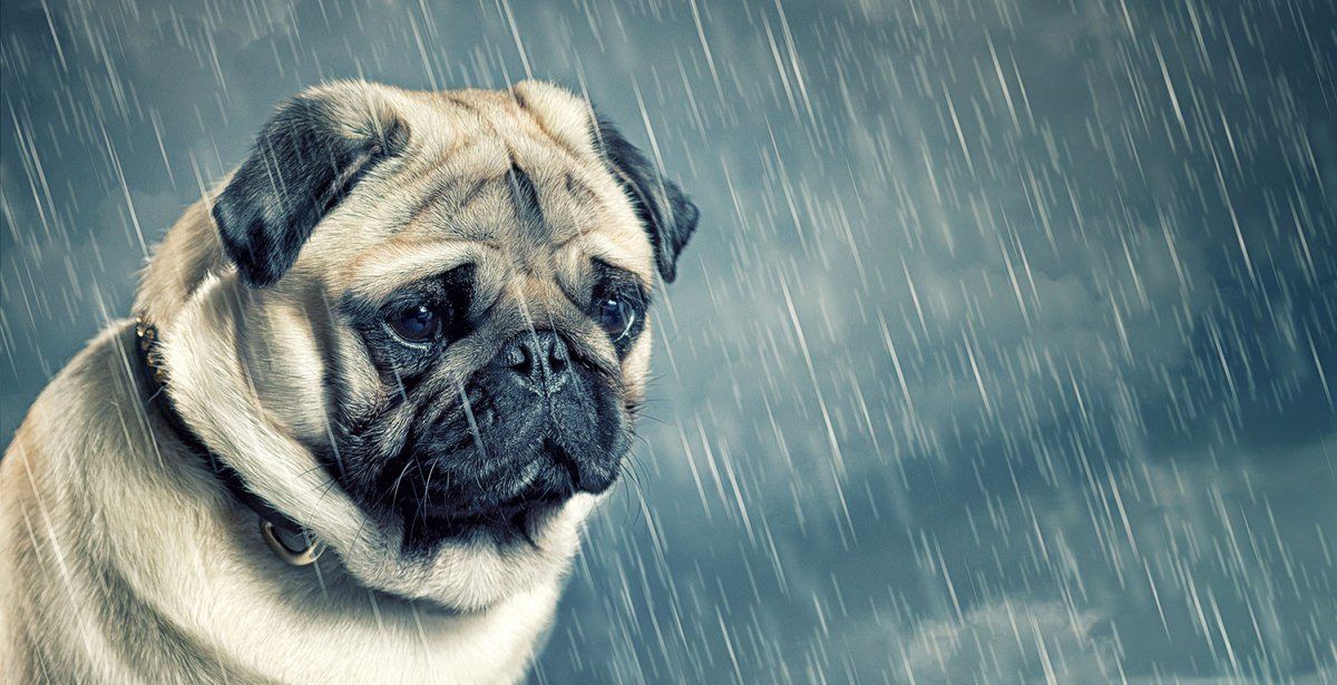 Detienen a sujeto que envenenó a 14 perros en Hidalgo