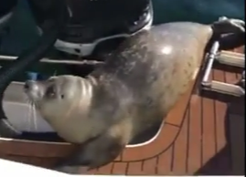 Video: foca sube a lancha para huir de orcas