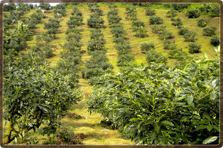 Sector aguacatero registró pérdidas de 2 mmdp