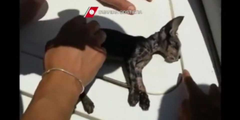 Video: guardacostas salvan a gato de morir ahogado