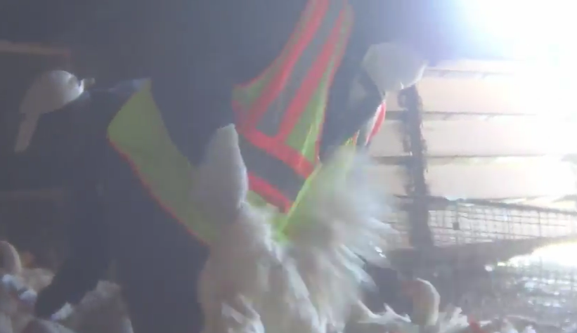 Tyson despide a 10 trabajadores por video de abuso animal