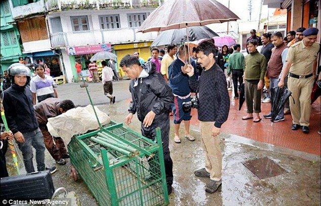 Leopardo invade habitación de hotel - guardias-leopardo