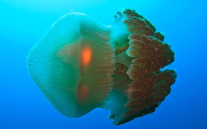 Las playas más peligrosas del mundo - jelly_3418575a-large