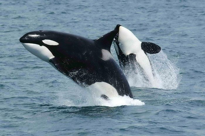 La ballena más vieja del mundo - killer-whale