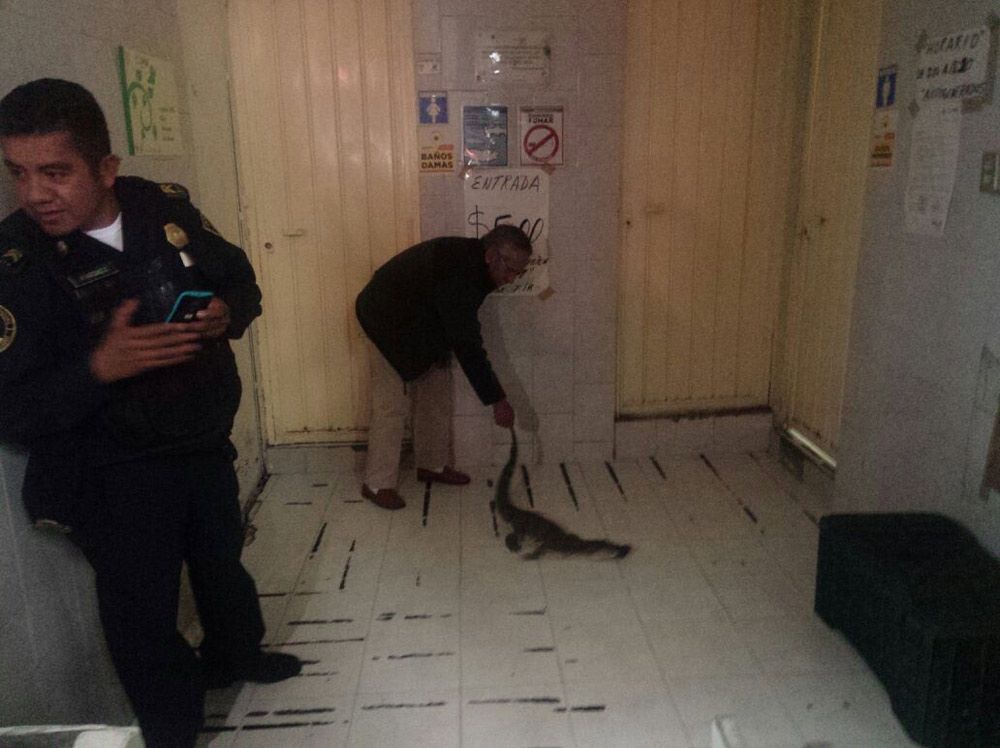 Encuentran lagarto vivo en el mercado San Juan - lagarto-2