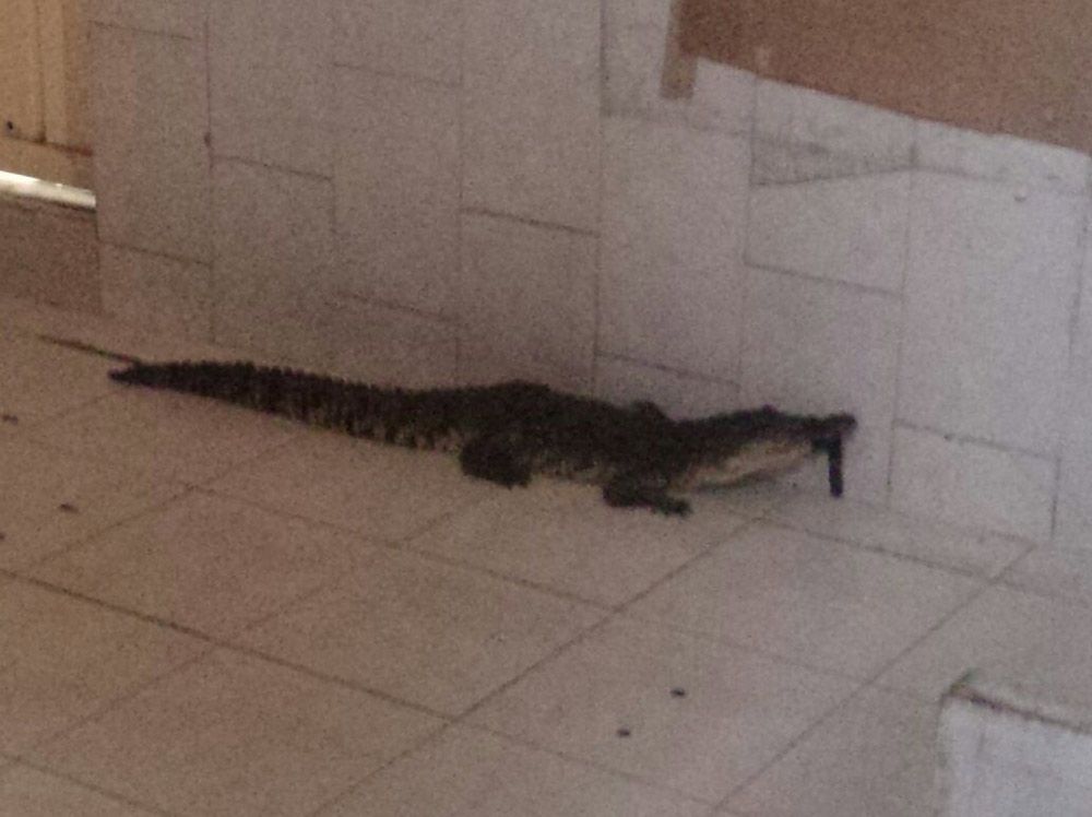 Encuentran lagarto vivo en el mercado San Juan Encuentran lagarto vivo en el mercado San Juan