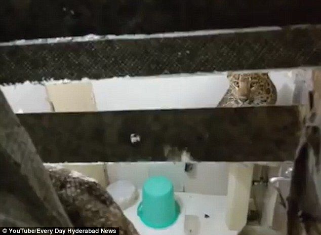Leopardo invade habitación de hotel