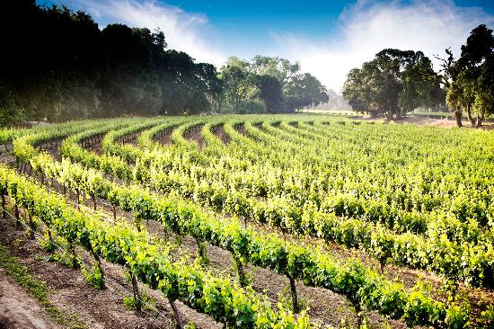 Mueren dos paracaidistas en un salto conjunto - lodi-wine-country-vineyard