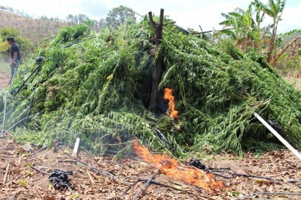 Autoridades queman sembradío de mariguana en Baja California - marihuana-2-1024x682
