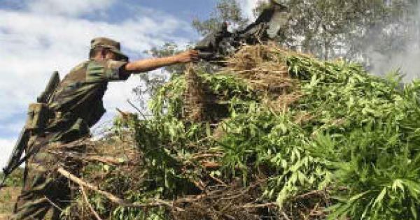 Autoridades queman sembradío de mariguana en Baja California