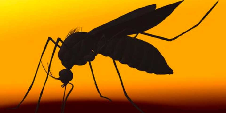 ¿Por qué los mosquitos pican más a unas personas que otras? - mosquito-zika