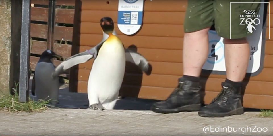 Video: Noruega nombra brigadier a un pingüino