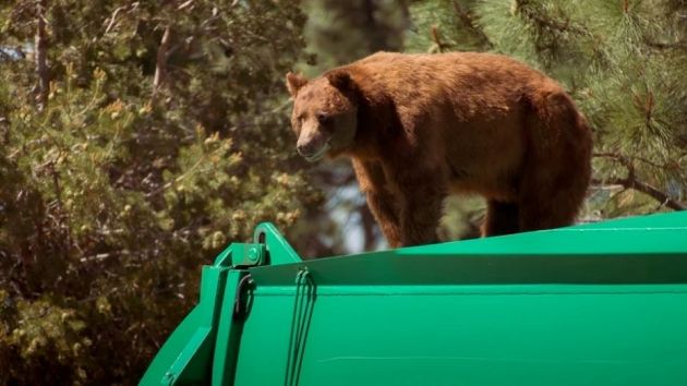 #Viral: oso viaja en camión de basura