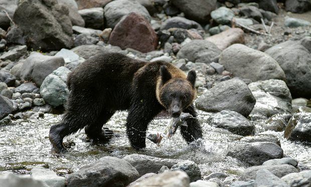Oso mata a una empleada en un safari de Japón - oso-negro-japón