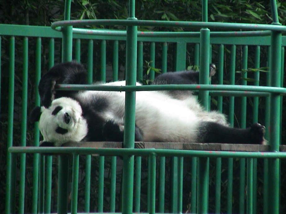 Remodelarán el Zoológico de Chapultepec - oso-panda